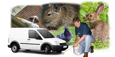 Canvey Island local van